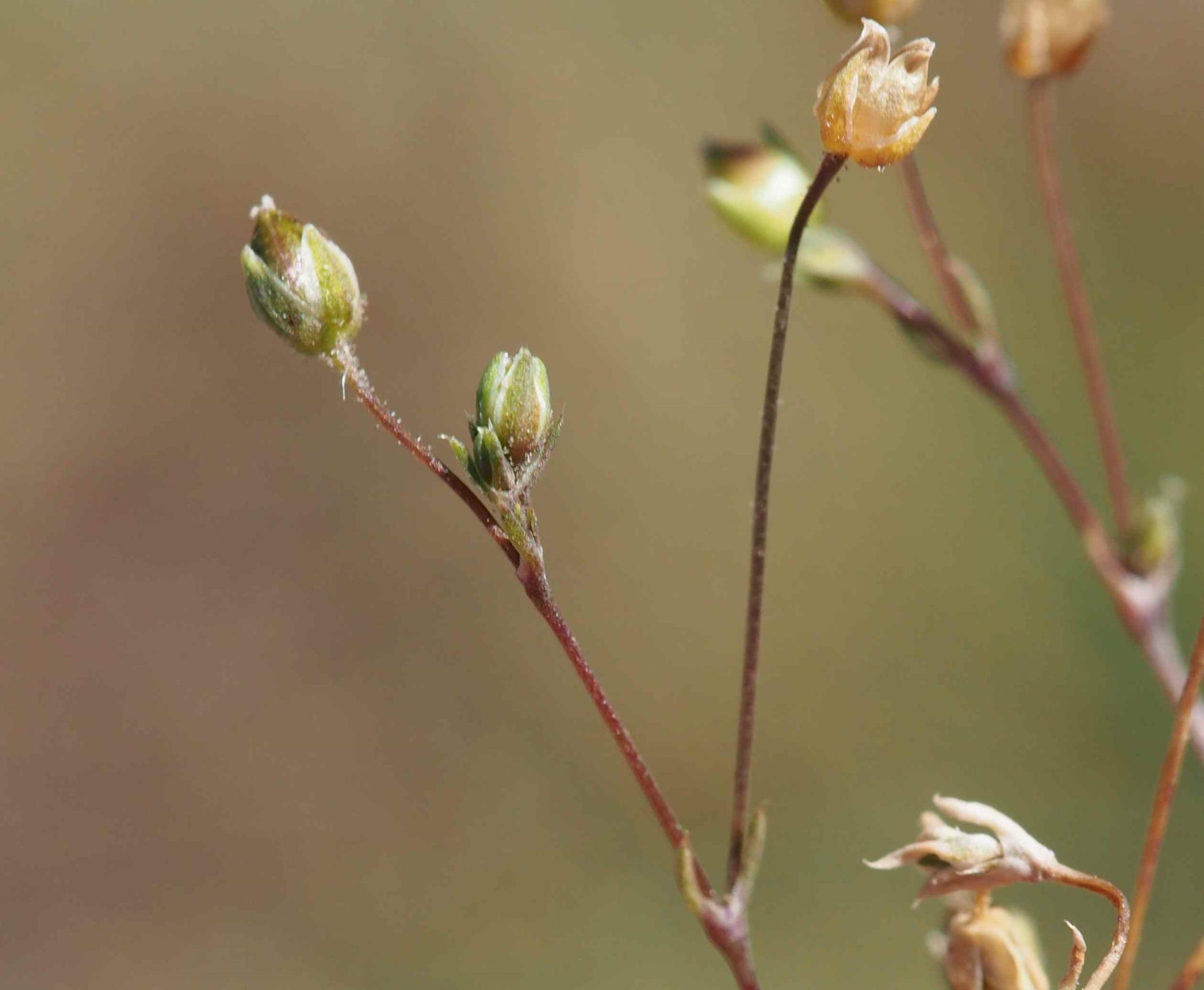 Pearlwort, Common